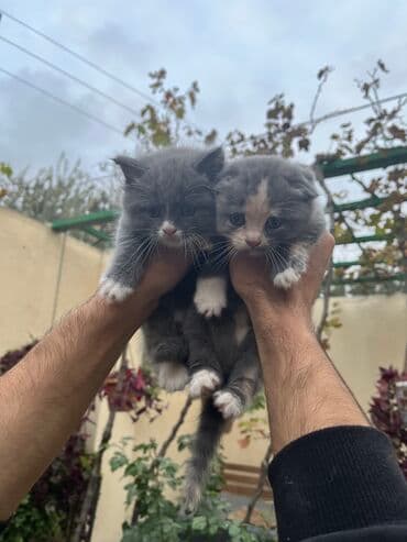 şirin pişik: Şotland — 1