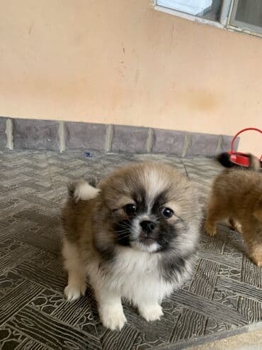 сколько стоят маленькие собаки: Шпиц, 2 месяца — 3