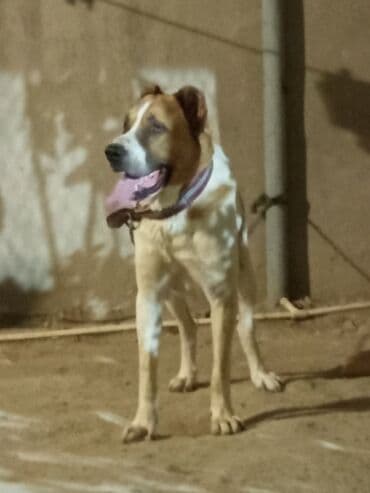 овчарку в добрые руки: Кавказская овчарка, 1 год, Самец, С прививками, Самовывоз — 1