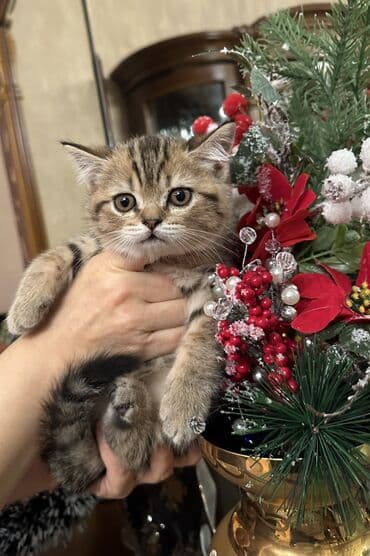 balaca pisikler: Şotland — 5