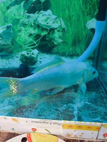 akvarium baliqlari qizil baliq: Koi, Sülhsevər — 3