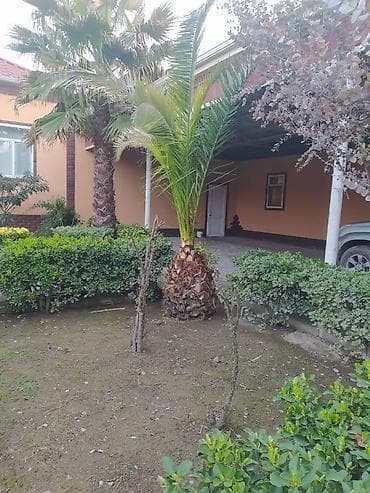 suni qazon qiyməti: Dekorativ palma ağacı – həyət və bağ üçün - Növ: Xurma/palma — 2