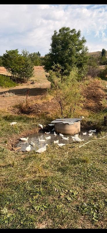 Kənd təsərrüfatı quşları: Ağ ördək sürüsü satılır. - Növ: Ağ yerli/peykin ördəklər 2ay 6günlük — 1
