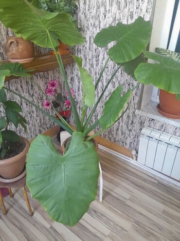 sine boyuden bitki: Geniş və parlaq yaşıl yarpaqları olan bu bitki, interyerə təbiilik və — 2