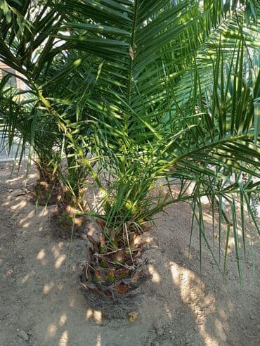 Букетные цветы: Finik palmaları — 2