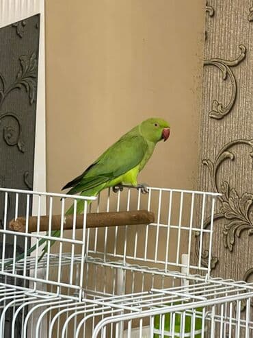 приют для кошек в баку: Ojerelya Arjelya Ajarelya Ojeralya Tutuquşu Yaşıl Pakıstan Tutuquşu — 4