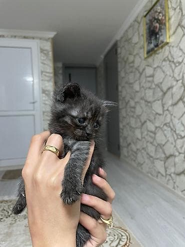 cin bildircin: Ev pişiyi balaları – ev şəraitində böyüdülmüş - Cins: ev pişiyi (qısa — 5