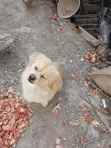 cins itler: Şirin, xırda ölçülü it – qızılı-krem rəngli, uzun və yumşaq tüklü — 1