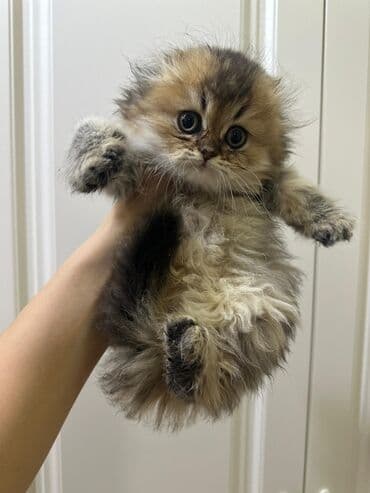 сколько стоит британский котёнок: Британская, Самка — 4