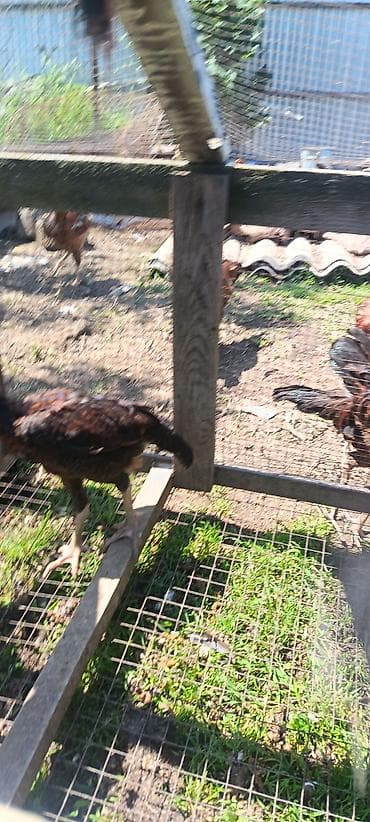 dəvəquşu yumurtası qiyməti: Toyuq cücələri, Damazlıq — 8