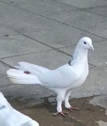 qirmizi bas goyercin: İkisi 12 quyruq. Qalanlari 16-17-18 quyruqlardi Əksəriyyəti tutulmadı — 1