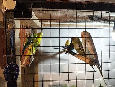 купить хамелеона в баку: Məhəbbət quşları 1Ədəd 10Azn — 5