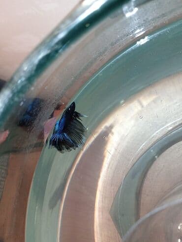 balıq haqqında teqdimat: Betta (Petuşok balığı) — 2