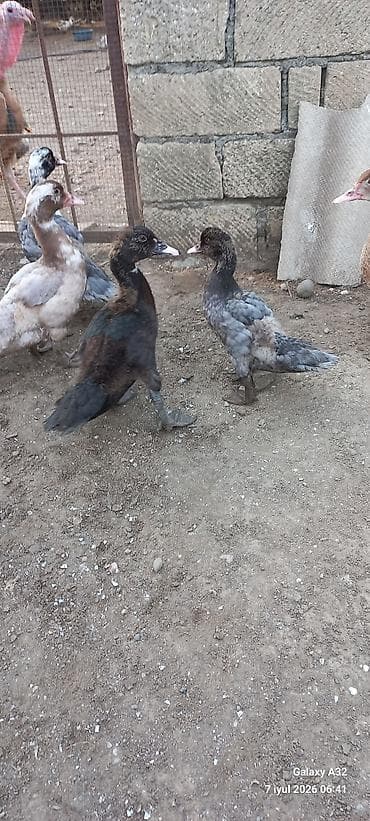 ev qusu: 50 gunluk tam sağlam Krasnadar lal ördəklər.Unvan Lənkəran.Bakıya — 5