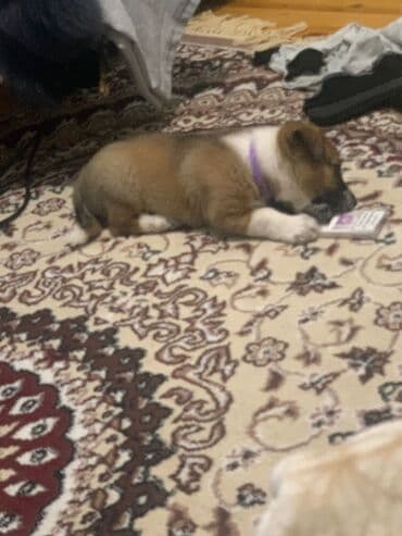 kanqal: Balaca kanqal balasıdı təmiz qandı 45 gunlukdu dermanları verılıb — 2