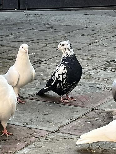 Digər heyvanlar: Biz kekil cil maya olmalidi 2 3 gun olar tutulub yarim qanadi — 1