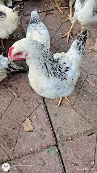 quş qaz: Toyuq cücələri, Damazlıq — 7