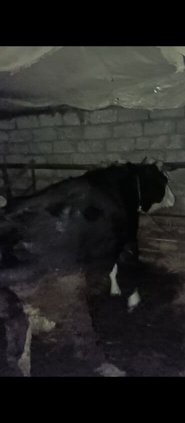 Kənd təsərrüfatı quşları: Dişi, il: 3, Ətlik, Ünvandan götürmə — 2