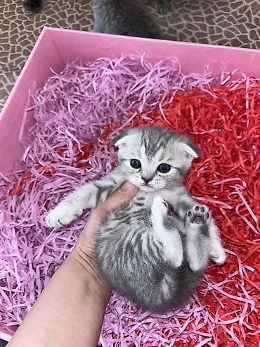 Balıqlar: Şotland yastı qulaq — 5