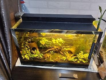 Akvarium 35-40 lt grunt bitki iwiq hamsi verilir baliqsiz lalafo.az -da Akvarium 35-40 lt grunt bitki iwiq hamsi verilir baliqsiz