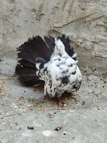 попугай жако купить в баку: Salam aleykum.Pavlin göyərçinləri satılır.Pavlinləri rayonlara — 3