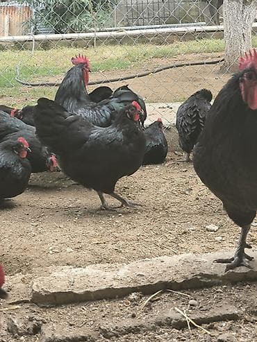 qaz toyuq: Toyuq, Australorp, Damazlıq — 3