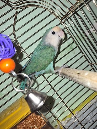 Sevimli “Lovebird” (Ağyanaqlı/White-faced Agapornis) papağanı - Rəng