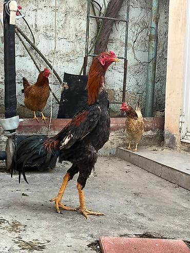 xoruz sekili: Real alıcı olsa endirim etmək olar Girdiyi döyüşlərdə məğlub olmayıb — 1