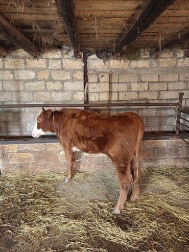 ari yeşiklərinin satışı: Yemlik duyelerdi 90-100 kq çəkiləri var cəmi 5basdir razılaşma yolu — 1