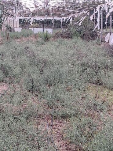 su sızıntısını aşkarlayan dedektör: 15 sotun istixana dəmirləri satilir — 4