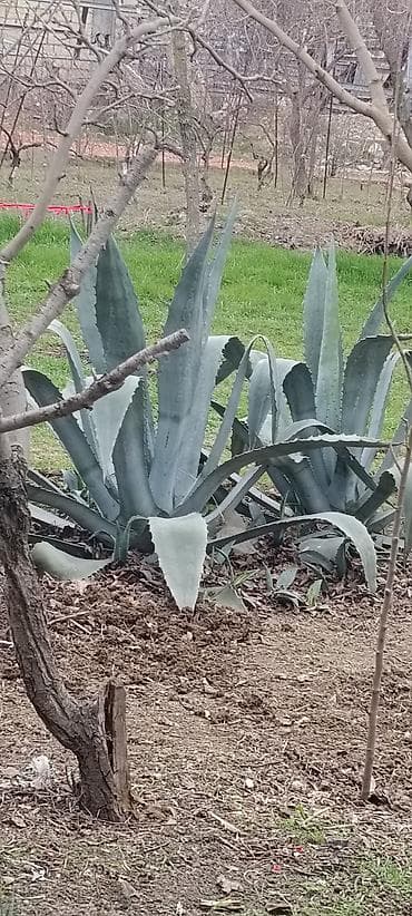 kalla bitkisi haqqinda melumat: Aqava (Agave) – dekorativ sukkulent tingləri - Bitki: klassik — 1