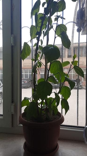 bit bazarı: Elan: Baxımlı otaq bitkiləri satılır (m. Neftçilər) Ev şəraitinə tam — 3