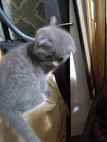 американский вислоухий кот: Шотладская вислоухая — 7