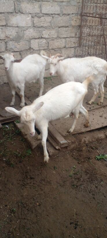 çəpiş satışı: Dişi, Zanen, il: 1, Ünvandan götürmə — 2