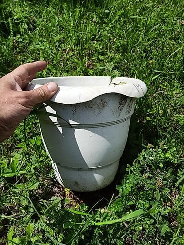 alaqanqal yağı rus dilinde: 3-5 litr həcmində plastik bitki qabları. Vəndam kəndindedir . Qiymət — 2