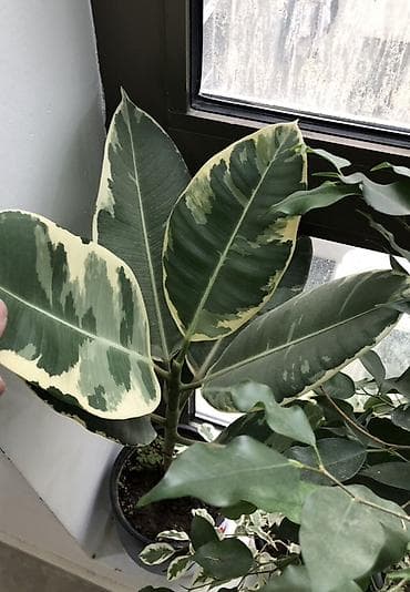 Bitkilər – Ficus elastica “Tineke” (variegat) - Növ: Ficus elastica