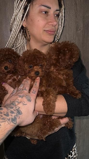 Pudel, 3 ay, Dişi, Peyvəndli, Ünvandan götürmə