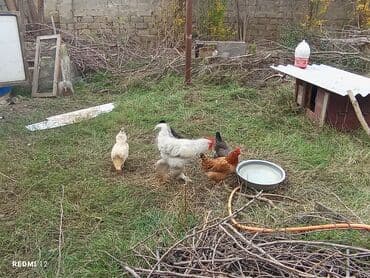 Кошки: Курица, Brama, Для разведения — 3