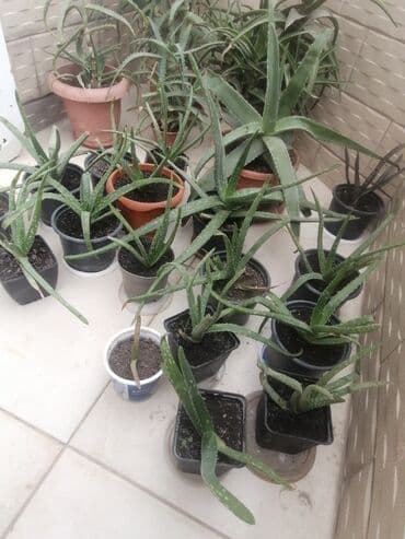 где купить алоэ вера: Aloe vera — 4