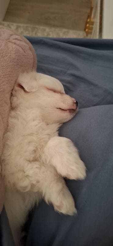 balaca ev itleri ve qiymetleri: Ağ tüklü, xırda ölçülü it balası - Cins: Kiçik dekorativ tip (məlumat — 2