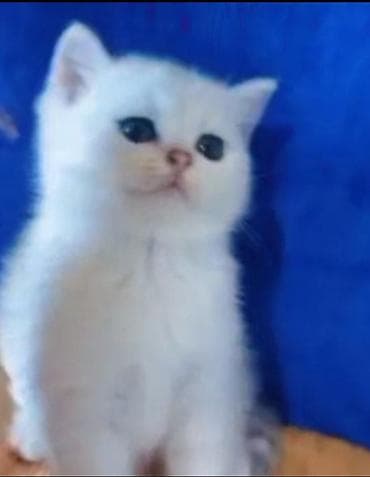 pişik tasma: Britan, Dişi, Yaxşı əllərə, Ünvandan götürmə — 5