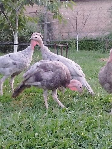 sarı quş: Üç ayliqdilar iki cüt bir cüt kül bir cüt qırmızı qiymeti cütü 100 azn — 1