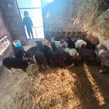 Salam hervaxdız xeyir saxlamlıq quzularm cxdı satqa isdiyen elaqe — 27