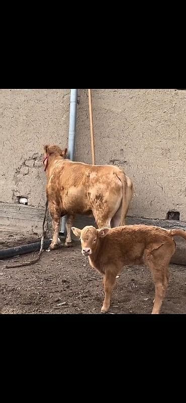 kənd heyvanları: Satlıq heyvan – inək ilə buzov dəsti - Növ: inək və yanında erkək — 2