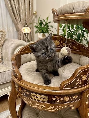 keci seki: Şotland, Erkək, Dişi, Ünvandan götürmə — 8