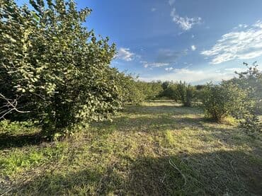 xacmazda findiq bagi satilir: Kənd təsərrüfatı — 16