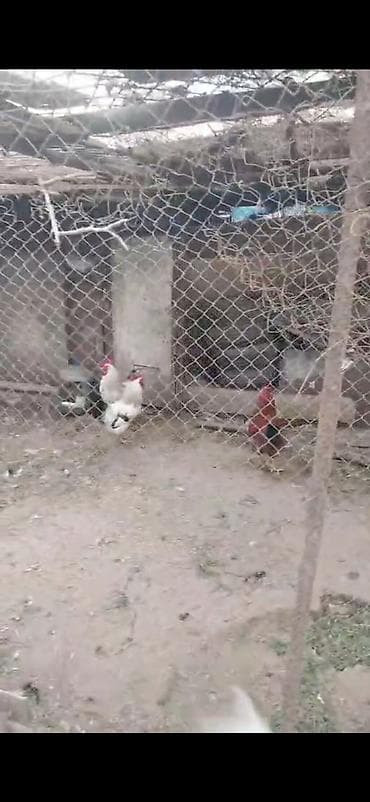 yemler: Təbii şəraitdə bəslənən qarışıq cins yumurta toyuqları və xoruzlar - — 3