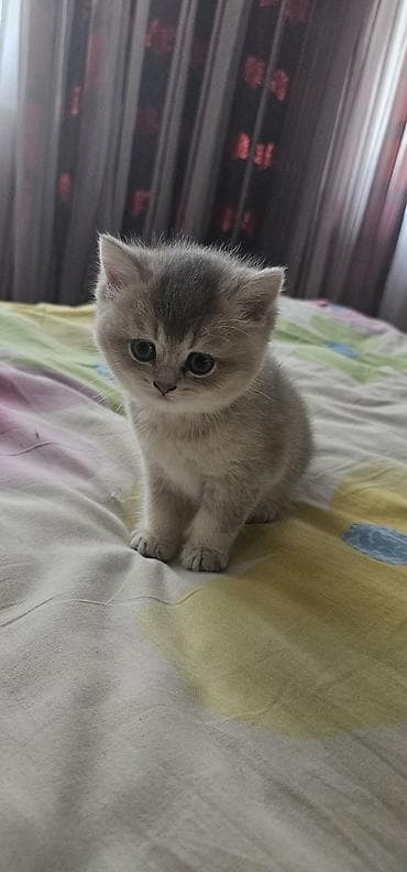 dişi pişik: Britan, Erkək, Dişi, Yaxşı əllərə, Ünvandan götürmə, Ödənişli çatdırılma — 2