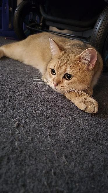 pisiylər: Qızıl şinşilla, Erkək, Yaxşı əllərə, Ünvandan götürmə, Ödənişli çatdırılma — 1