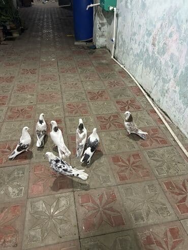 cins ineklerin qiymeti: Hoptavoy 10 manatdan tek ayri qiymetdi — 4